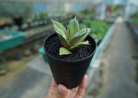 アガベ　チタノタ　FO-76　Agave titanota  FO-76　No.8
