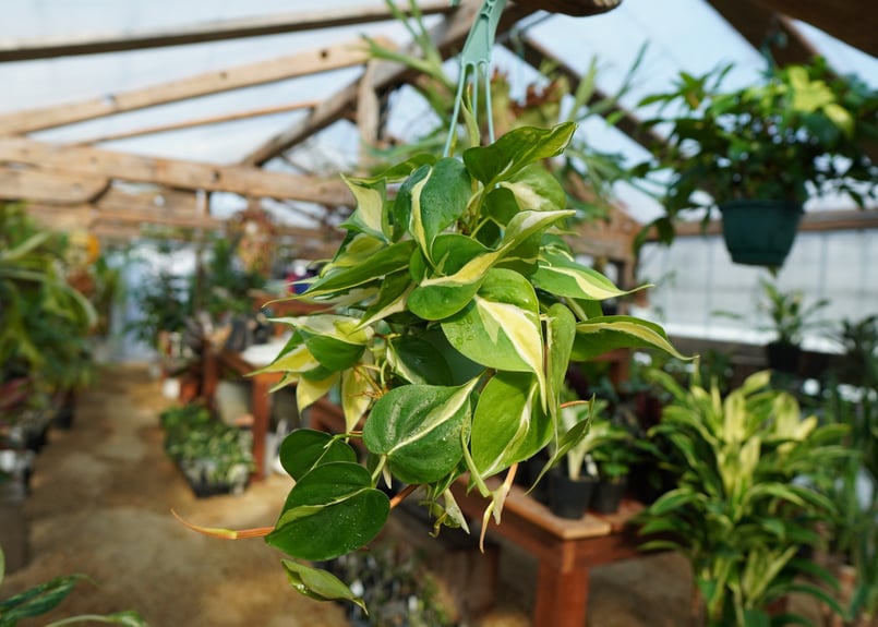 フィロデンドロン クリームスプラッシュ Philodendron cream splash |