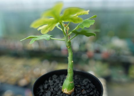 アデニア　グラウカ　Adenia Glauca　No.2