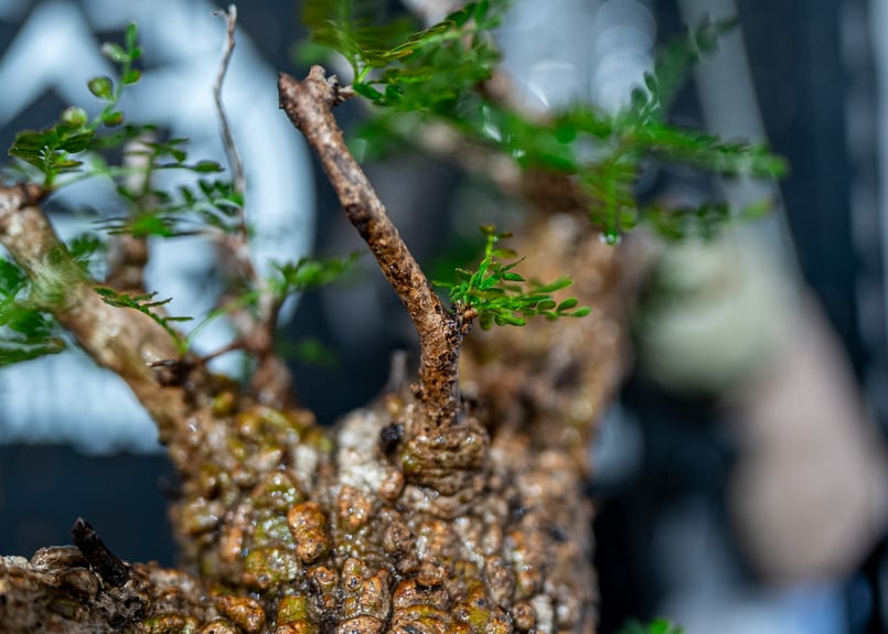 オペルクリカリア パキプス Operculicarya pachypus No.1 | man