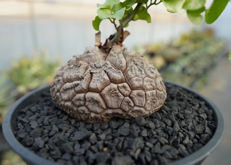 亀甲竜　Dioscorea elephantipes　No.2