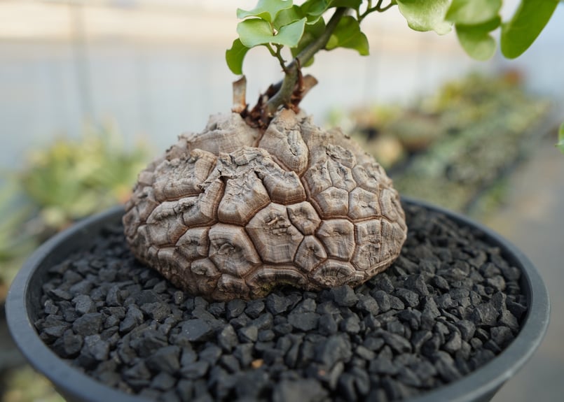 亀甲竜 Dioscorea elephantipes No.2 | mana's farm:塊