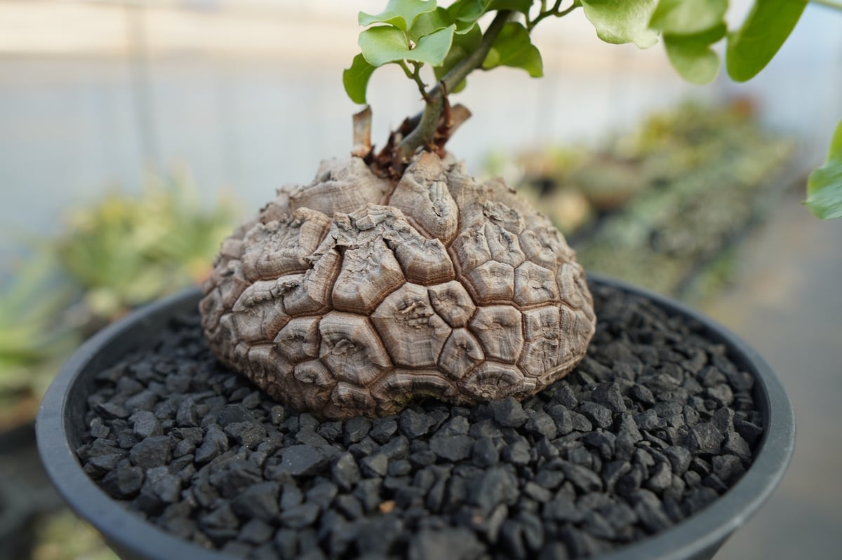 亀甲竜 Dioscorea elephantipes No.2 | mana's farm:塊