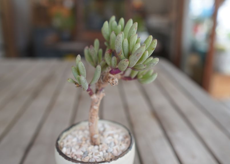 オトンナ　グラビフォリア① オトンナ クラビフォリア | GREEN LUCK