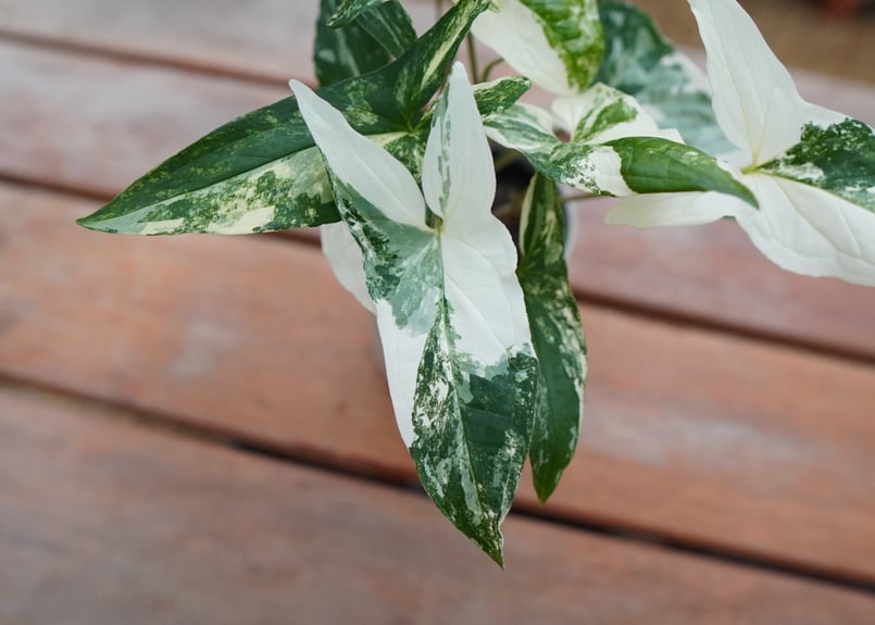 シンゴニウム　フレンチマーブル　小苗① シンゴニウム フレンチマーブル - メルカリ