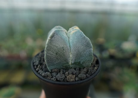 鸞鳳玉　斑入り　Astrophytum myriostigma