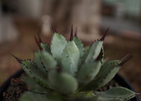 アガベ　マクロアカンサ×ポタトラム　 Agave macroacantha×potatoruｍ　NO.5