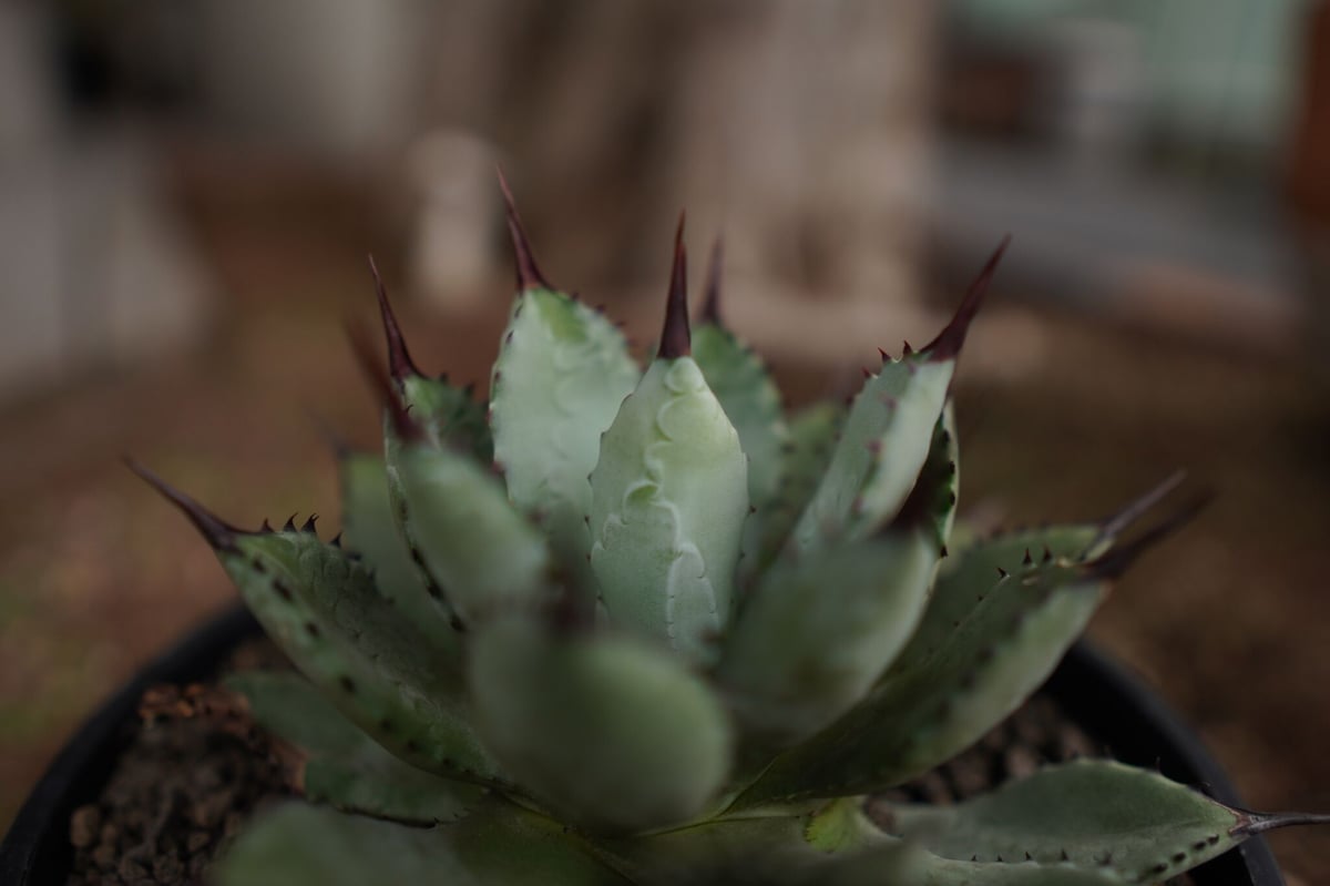 アガベ マクロアカンサ×ポタトラム Agave macroacantha×potatoruｍ