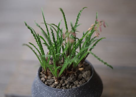 レデボウリア ウンドゥラータ　Ledebouria undulata