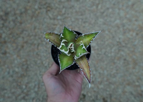 アガベ　チタノタ　レッドキャットウィーズル　Agave titanota Red catweezle　No.4