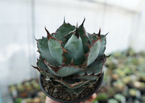 アガベ　チタノタ　 ブラックアンドブルー 　Agave titanota black and blue　NO.2