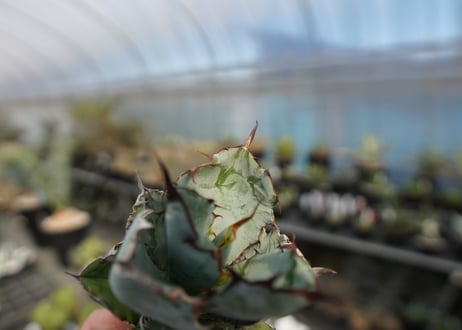 agave titanota ブラック＆ブルー　No.8