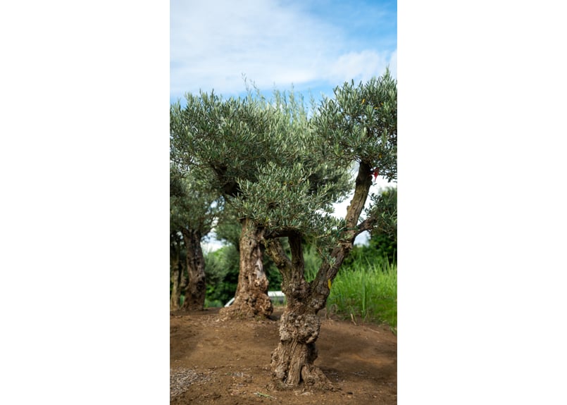 古木オリーブ ミッションエリア限定自社又はお引き取り商 NEW
