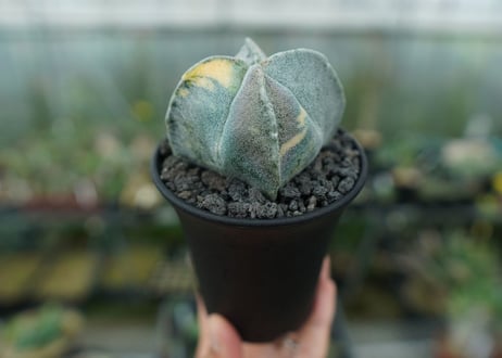 鸞鳳玉　斑入り　Astrophytum myriostigma
