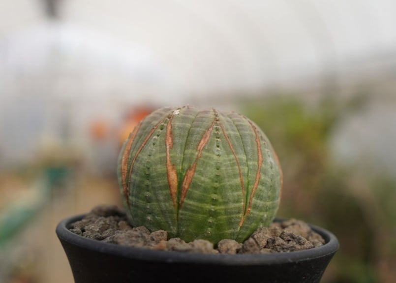 ユーフォルビア オベサ | mana's farm:塊根植物・アガベ・ドライ