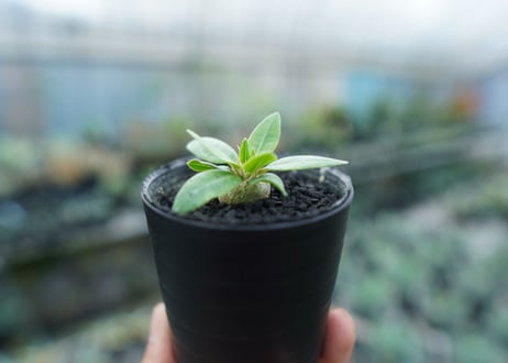 パキポディウム　恵比寿笑い　Pachypodium brevicaule　No.10
