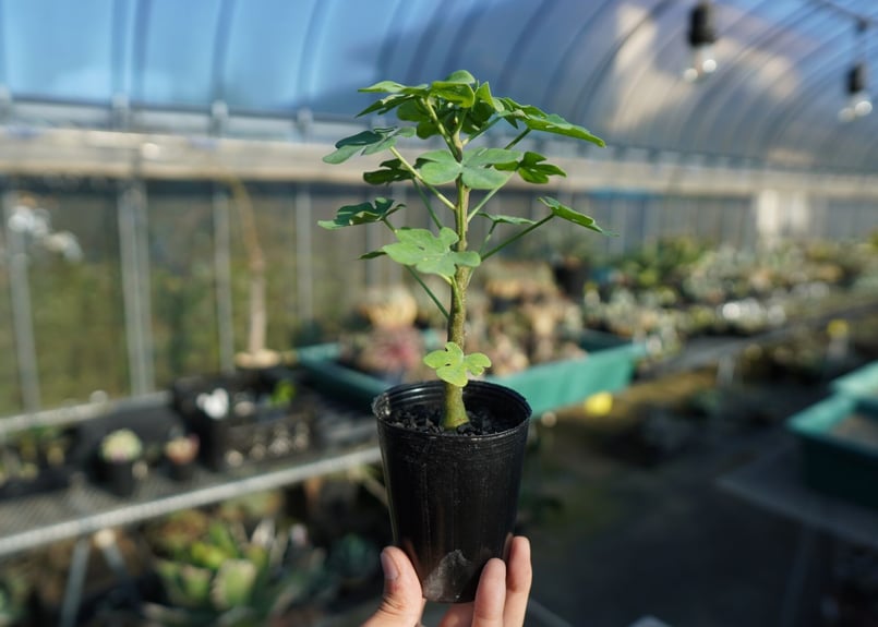 アデニア グラウカ Adenia glauca No.2 | mana's farm:塊根植