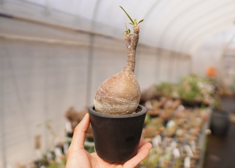 パキポディウム グラキリス C NO.8 | mana's farm:塊根植物・アガベ