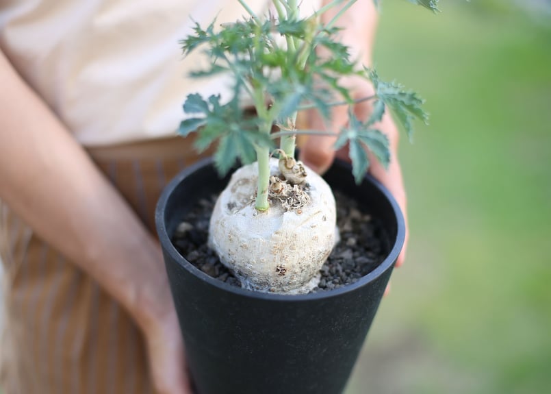 ヤトロファ ベルランディエリ 錦珊瑚 | mana's farm:塊根植物・アガベ