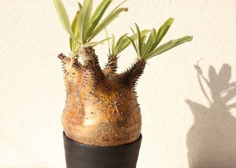 Pachypodium Gracilius パキポディウム  グラキリス  №10