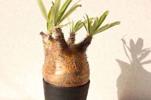 Pachypodium Gracilius パキポディウム グラキリス №10 | man