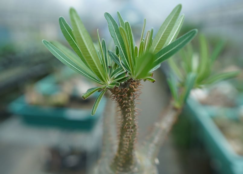 パキポディウム グラキリス Pachypodium Gracilius No.5 | ma