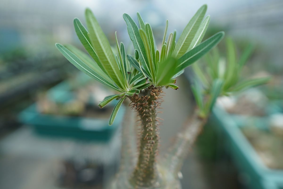 パキポディウム グラキリス Pachypodium Gracilius No.5 | ma パキポディウム グラキリス Pachypodium Gracilius No.5 | ma
