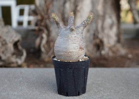 CATEGORY mana's farmの商品ページ | mana's farm:塊根植物・ア