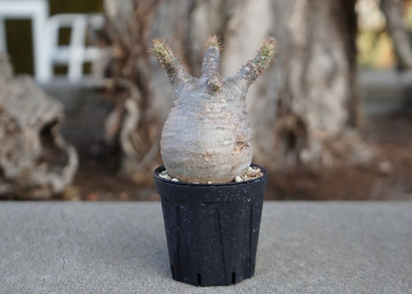 パキポディウム グラキリス No.10 | mana's farm:塊根植物・アガベ