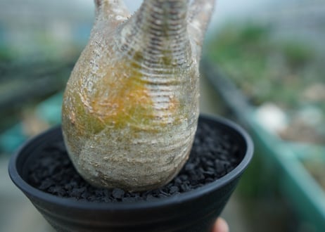 パキポディウム　グラキリス　 Pachypodium Gracilius  No.4