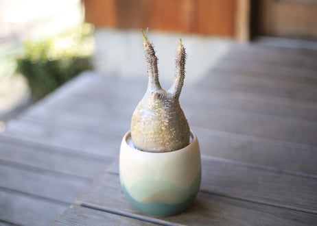 グラキリス　Pachypodium Gracilius
