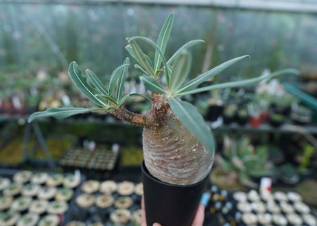 パキポディウム　グラキリス　Pachypodium gracilius　No.3