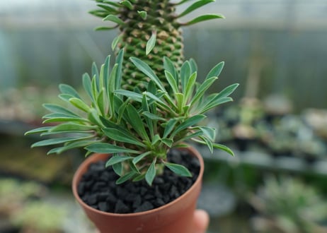 ユーフォルビア　ソテツキリン "パイナップルコーン"　Euphorbia sotetsukirin  No.2