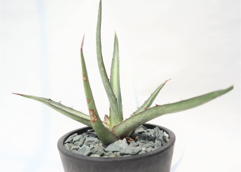 希少Agave difformis 大株 Agave difformis | mana's farm:塊根植物・アガベ・ドライ