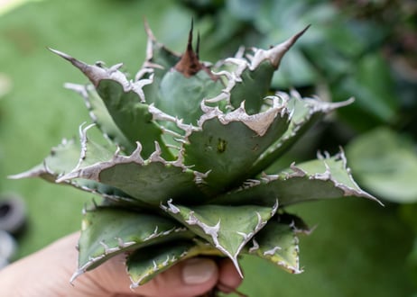 Agave titanota Solar eclipse 夕映嚴龍  NO.4