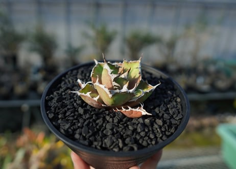 アガベ チタノタ シーザー agave titanota caesar