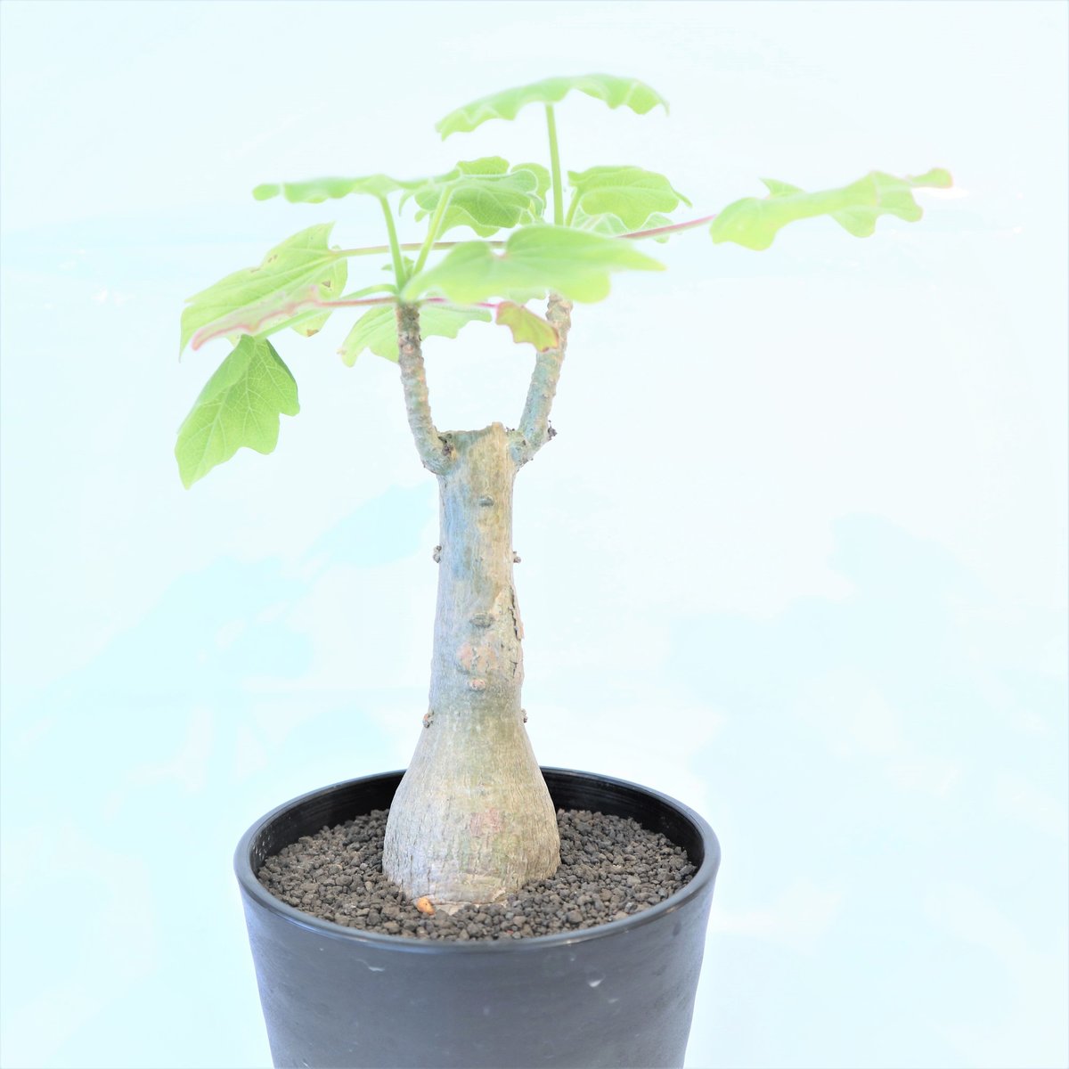 ウンカリーナ　グランディディエリー ウンカリーナ グランディディエリ | GREEN LUCK