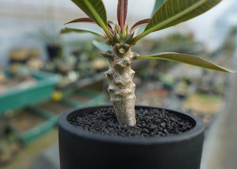 パキポディウム バロニー Pachypodium baronii No.1 | mana's