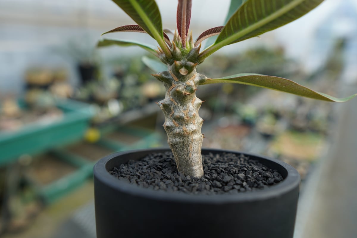 パキポディウム バロニー Pachypodium baronii No.1 | mana's