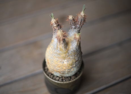 グラキリス　 Pachypodium Gracilius