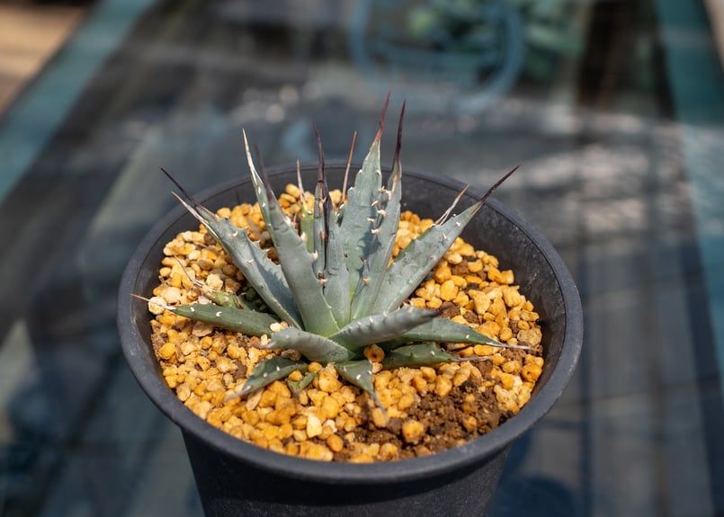 アガベ ネバデンシス 陽炎タイプ | mana's farm:塊根植物・アガベ