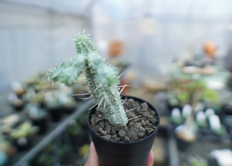 ユーフォルビア　ミルクトロン　Euphorbia mammillaris cv. variegat　No.3