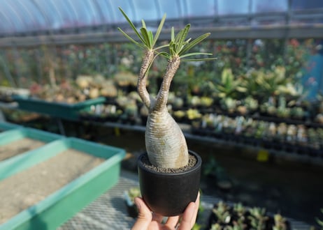 パキポディウム　グラキリス　 Pachypodium Gracilius  No.10