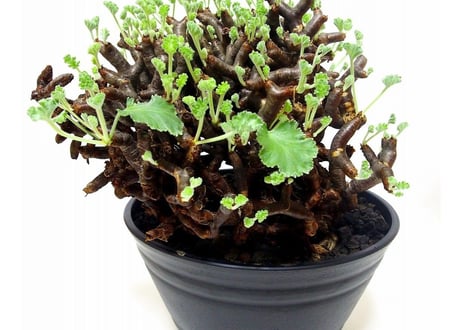 ペラルゴニウム　ミラビレ　Pelargonium mirabile　№2