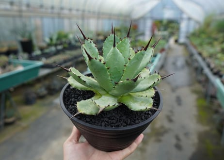 アガベ　マクロアカンサ×ポタトラム　 Agave macroacantha×potatorum