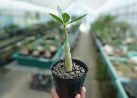 アデニウム　Adenium