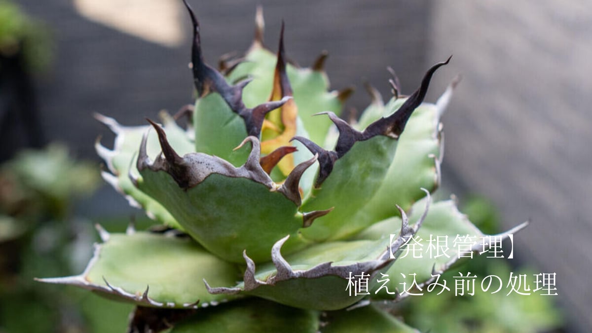 抜き苗アガベの発根管理～植え込み前の処理編～ | mana's farm:塊根