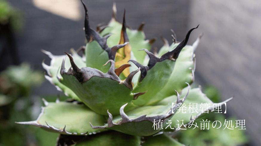 抜き苗アガベの発根管理～植え込み前の処理編～ | mana's farm:塊根