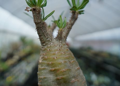 パキポディウム　グラキリス　Pachypodium  Gracilius No.5