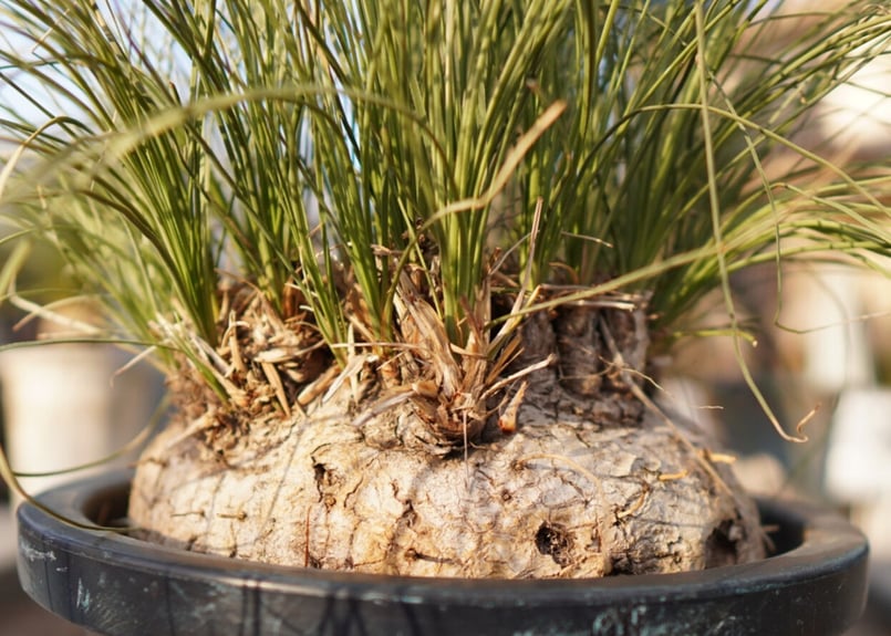 耐寒性№1】カリバナス フーケリー No.3 | mana's farm:塊根植物